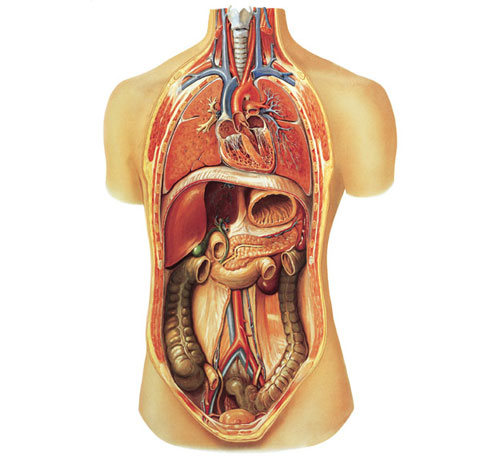 Mô hình huyệt vị kèm giải phẫu nội tạng cơ thể người cao 85cm  Thiết Bị Y  Tế Huê Lợi