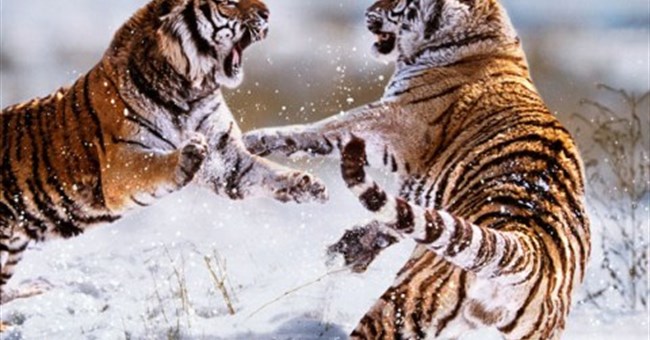 Chùm ảnh cuộc chiến sinh tồn nơi hoang dã