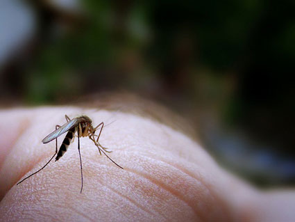 'Phép màu phóng xạ' làm muỗi vô sinh
