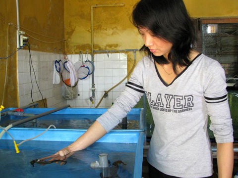 Thuần phục cá ngựa trắng