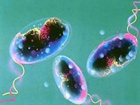 Vi khuẩn di chuyển và truyền nhiễm là nhờ canxi 