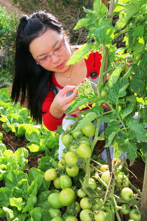 Cà chua, khoai tây 