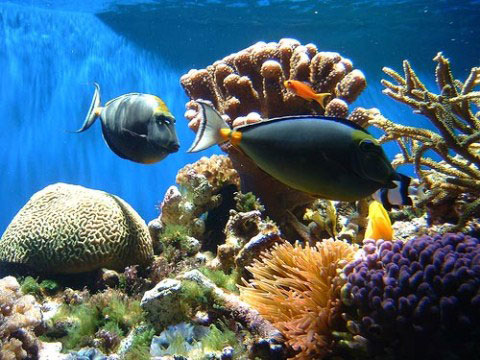Phát hiện điều kiện giúp san hô thoát họa tuyệt chủng