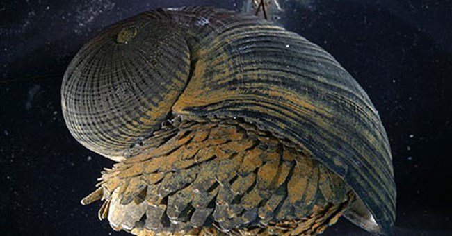 Mô phỏng vỏ ốc để làm áo giáp, mũ bảo hiểm...