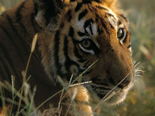 Những khoảnh khắc đáng yêu của hổ Bengal