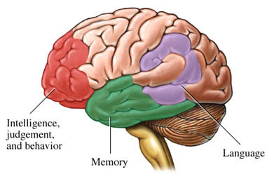 Phát hiện ra gen gây bệnh mất trí nhớ ở người