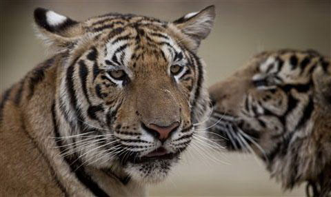 Châu Á nhất trí tăng gấp đôi hổ hoang dã