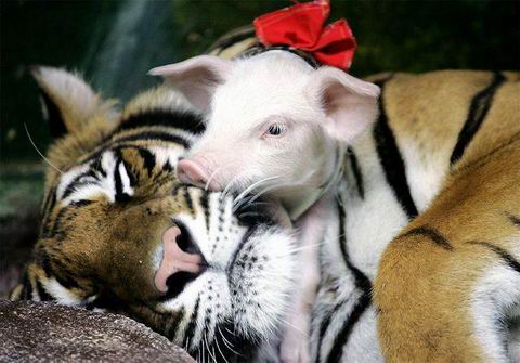 Tình bạn kỳ diệu giữa hổ và lợn