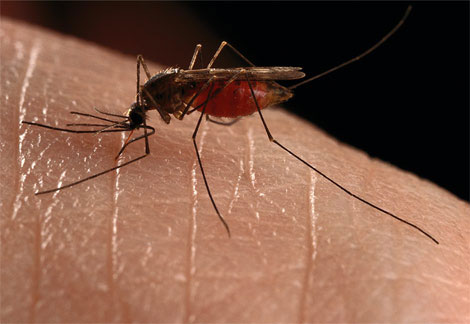 Muỗi dùng gien để 'đánh hơi' người
