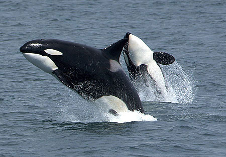 Các loài cá voi, cá heo có nguy cơ bị diệt vong