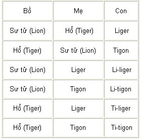 Hổ - sư tử: 'Anh hùng nhất khoảnh'