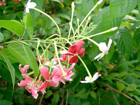 Cánh hoa xuân: vị thuốc quý