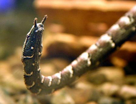 'Đôi mắt' kỳ diệu của loài rắn nước