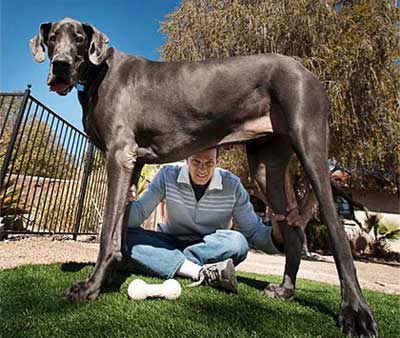 Chó cao nhất thế giới 