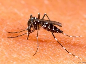 Nuôi loài muỗi cải biến gen chống sốt xuất huyết