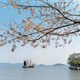 Thả cá chống ô nhiễm nước tại Trung Quốc