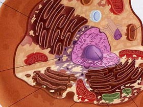 Quan sát sự tương tác giữa protein ở tế bào sống