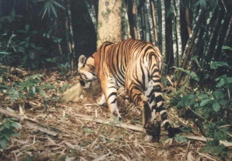 Hành động ngay để cho loài hổ một đường sống