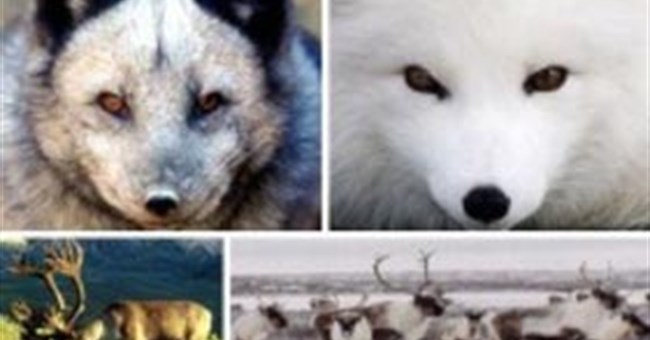 Những bậc thầy hóa trang trong thế giới động vật