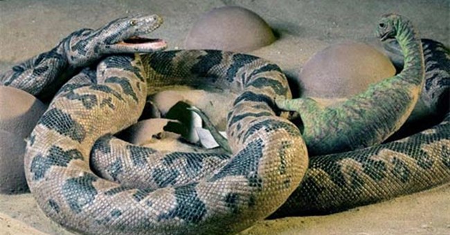 Mãng xà ăn thịt khủng long con