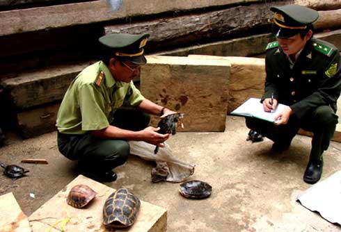Lập trạm cứu hộ bảo tồn rùa quý hiếm Trung Bộ