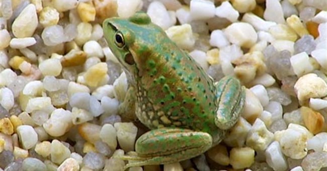 Ếch chuông chấm vàng "trở lại" sau hơn 30 năm