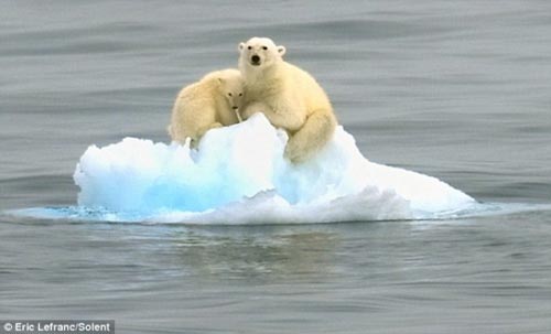 Mẹ con gấu Bắc Cực lênh đênh trên biển