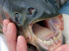 Bí ẩn cá có hàm răng giống người