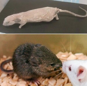 Những thí nghiệm gene kỳ quái