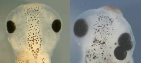 Những thí nghiệm gene kỳ quái