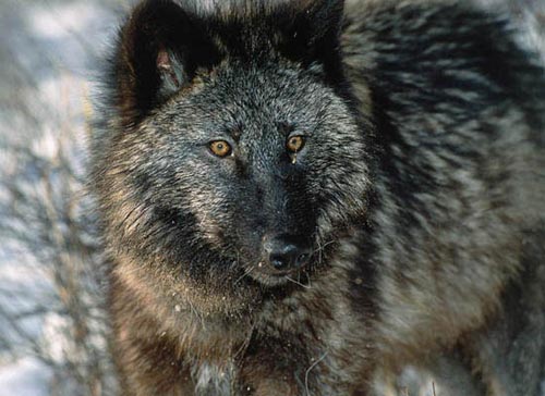 10 loài săn mồi nguy hiểm nhất