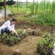 Khắc phục ô nhiễm bằng… cỏ