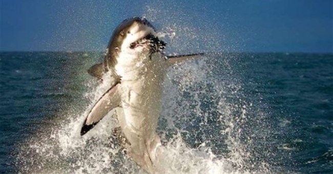 Kẻ đi săn và con mồi trong cuộc chiến không cân sức