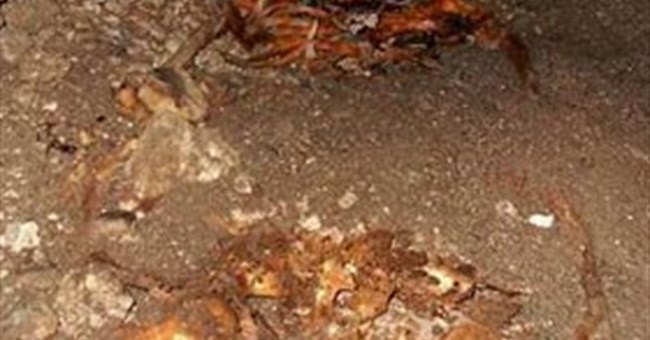 Bí ẩn ngôi mộ không đầu của người Maya cổ đại