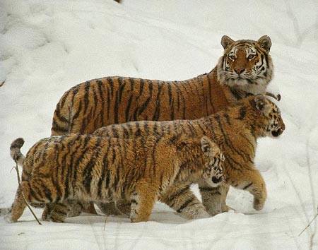 Liên Hợp Quốc lo ngại về sự tồn vong của hổ