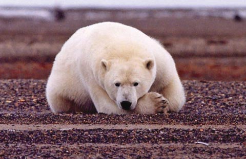 Động vật Bắc Cực kêu cứu
