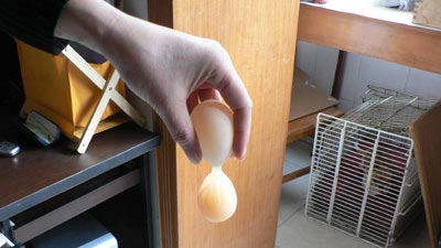Quả trứng gà hình số 8