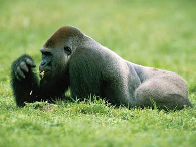 Gorilla ăn thịt khỉ