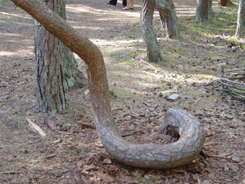 Bí ẩn 