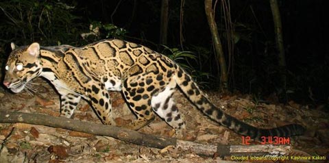 Phát hiện 7 loài mèo lạ trong rừng nhiệt đới