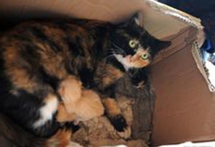 Mèo đực sinh 3 mèo con