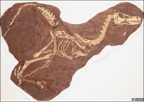 Trung Quốc thấy hóa thạch khủng long chân thú