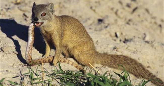 Những loài vật có khả năng kháng độc