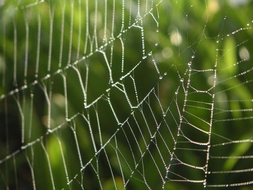 Sản xuất siêu vật liệu dựa trên cấu trúc tơ nhện