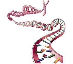 Đột biến 1 gen có thể gây ra nhiều bệnh ung thư