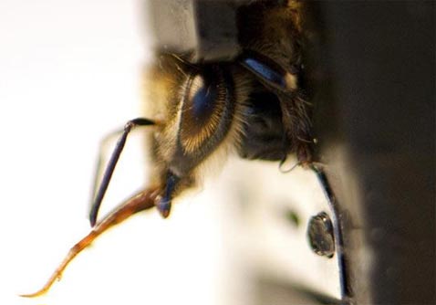 Dùng ong thay chó béc giê