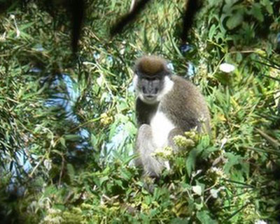 Loài khỉ ăn tre bí ẩn tại châu Phi
