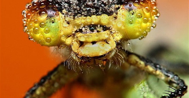 Săn ảnh côn trùng tắm sương