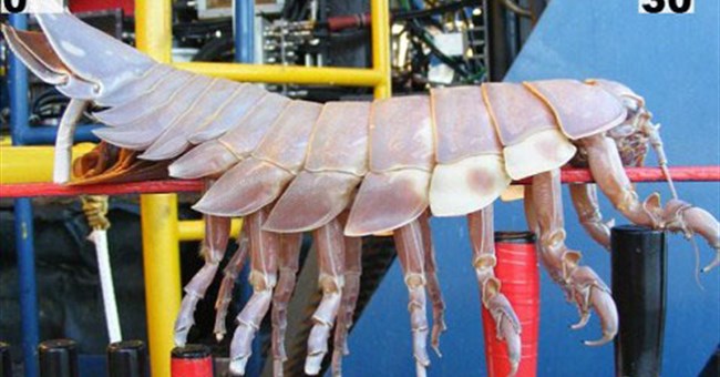 Đụng độ loài mối khổng lồ