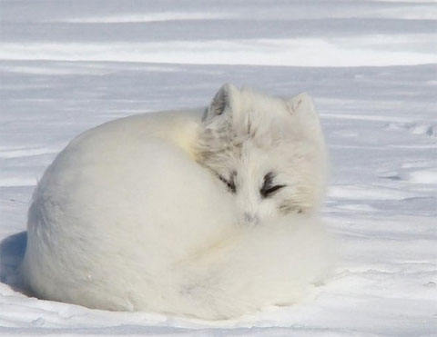 Hành trình phi thường của cáo Bắc Cực